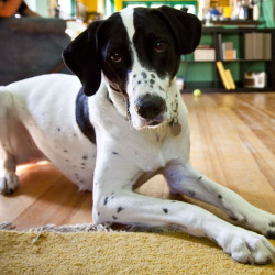 DogWatch of Idaho, Twin Falls and Boise, Idaho | Indoor Pet Boundaries Contact Us Image